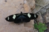Butterflies at the Mariposario (butterfly farm), Mindo EC