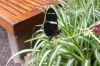 Butterflies at the Mariposario (butterfly farm), Mindo EC