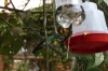 Hummingbirds at Mariposario (butterfly farm), Mindo EC