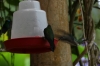 Hummingbirds at Mariposario (butterfly farm), Mindo EC