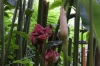 Mariposario (butterfly farm), Mindo EC