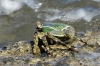 Green crabs on Fafa Island, Tonga