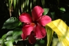 Hibiscus on Fafa Island, Tonga