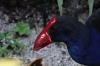 The bird Bruce couldn't photograph, Fafa Island, Tonga