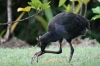 Birds on Fafa Island, Tonga