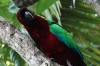 Fijian parrot, red feathers were traded, Fafa Island, Tonga