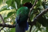 Fijian parrot, red feathers were traded, Fafa Island, Tonga