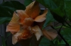 Hibiscus from our outdoor bathroom, Nui Fale, Fafa Island, Tonga