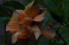 Hibiscus from our outdoor bathroom, Nui Fale, Fafa Island, Tonga