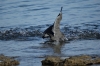 Bird catching fish outside our fale, Fafa Island, Tonga