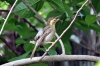 Noisy bird in our bathroom, Nui Fale, Fafa Island, Tonga