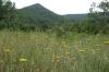 Wild flowers at Farma Torrente (river), Tenuta di Papena, Tuscany IT