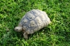 Leopard tortoise at Emanya @ Etosha Resort, Etosha, Namibia