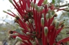 Flowers at the Hoba Meteorite site, Namibia
