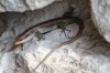 Lizards at the Hoba Meteorite site, Namibia