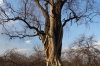 Tree in a tree, Roy's Rest Camp, Namibia