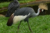 Golden Crowned Crane, Bird Park, Foz de Iguaçu BR