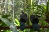 Black-fronted Piping-Guan. Bird Park, Foz de Iguaçu BR