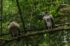 King Vulture. Bird Park, Foz de Iguaçu BR