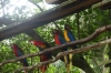 Macaws. Bird Park, Foz de Iguaçu BR