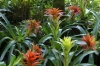 Bromeliads. Bird Park, Foz de Iguaçu BR