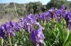 Irises near North Beach, Gallipoli Peninsula TR, where Australian and New Zealand forces were holed up for 9 months