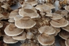 Around the food stalls at the Gayasan Haein Temple, South Korea.  Growing mushrooms.