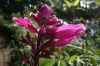 Around the lily pond, Monet's garden, Giverny FR