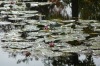 Monet's lily pond, Giverny FR