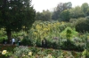 The garden from Monet's house FR