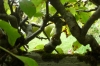 Espaliered apple trees in Monet's garden FR