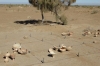 There were pieces of pottery everywhere in Gonur Dep TM