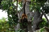 Spider monkey. Islets of Granada NI