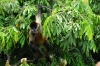 Spider monkey. Islets of Granada NI