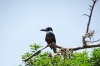 Kingfisher. Islets of Granada