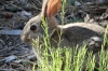 Cottontail rabbit grazing outside our room, Grand Canyon AZ