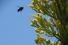 Bumblebees in Agave cactus flower. Walk from Pipe Creek Vista to Mather Point, Grand Canyon, AZ USA