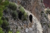 Californian Condors. Mohave Point, Grand Canyon, AZ