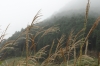 Silver Grass, Sengokuhara, Hakone, Japan