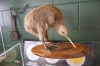 Kiwi World at Otorohanga NZ