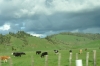 the road from Waitomo to Taupo NZ