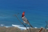 Brazilian Cardinal. Lē’Ahi Diamond Head Crater Walk HI USA