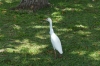 Egret, Kualoa Regional Park, Oahu HI USA