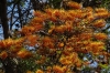 Australian Silky Oaks, in the garden of the Helmeringhausen Hotel, Namibia