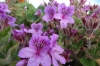 Flowers along the Hermanus waterfront, South Africa