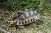 Geometric Tortoise, Harold Porter National Botanical Gardens. Betty's Bay, South Africa