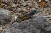 Lizard, Harold Porter National Botanical Gardens. Betty's Bay, South Africa