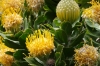 Pincushion, Harold Porter National Botanical Gardens. Betty's Bay, South Africa