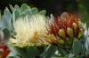 Wagon Tree (Protea nivida), Harold Porter National Botanical Gardens. Betty's Bay, South Africa