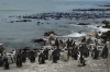 African Penguins (moulting seson), Betty's Beach, South Africa